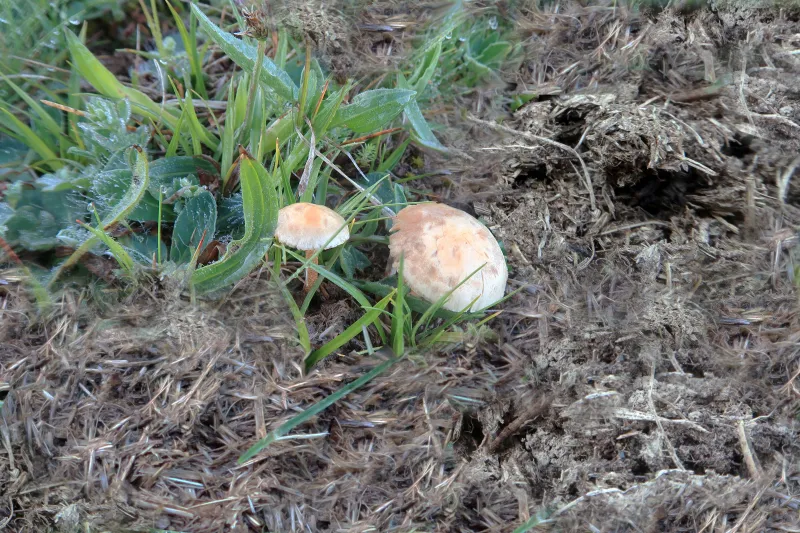 Agrocybe fimicola 1 - Campo